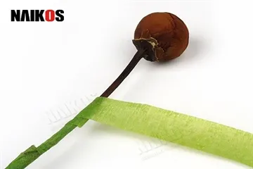 Sut i ddefnyddio tâp blodau i sicrhau coesau